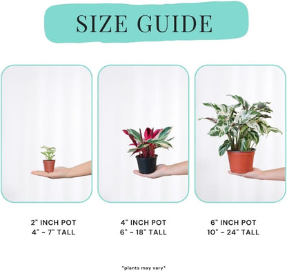 Calathea Plant Live in 4″ Grower’s Pot – Assorted Indoor House Plants, Easy Care Indoor Plants, Starter Plant for Beginners (4-Pack)