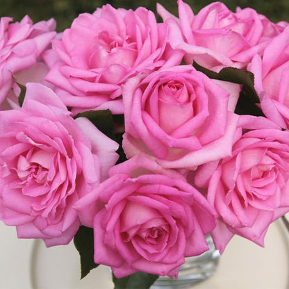 Heirloom Roses Pink Rose Plant - Eleganza® Beverly Hybrid Tea Rose Bush, Fragrant Roses Good for Planting in Pots Or Outdoors