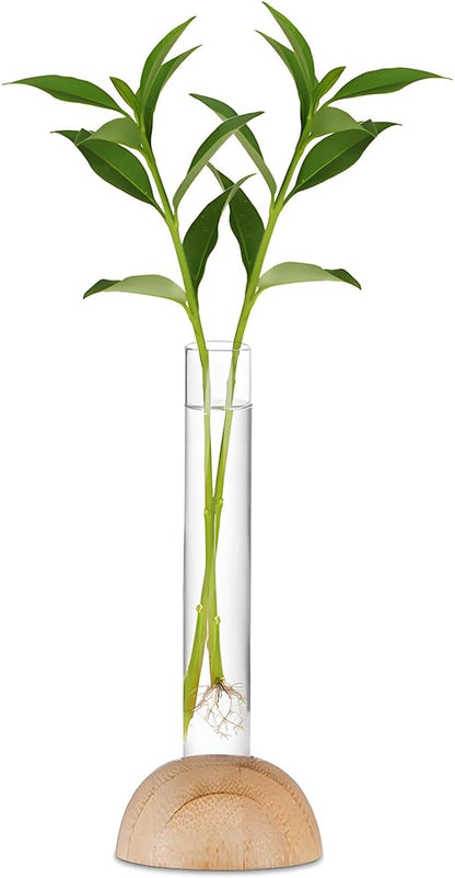 Desktop Glass Plant Propagation Station with 1 Tubes and Wooden Stand - Hydroponic Plant Cuttings Holder for Office Desk, Home Decor, Terrarium