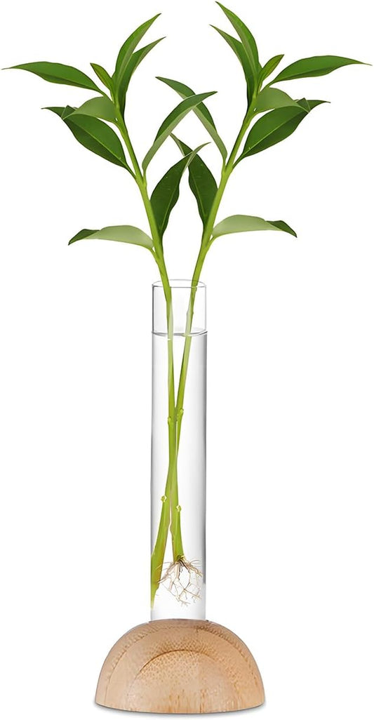 Desktop Glass Plant Propagation Station with 1 Tubes and Wooden Stand - Hydroponic Plant Cuttings Holder for Office Desk, Home Decor, Terrarium