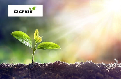 Alexa's Elegant Weeping Duo - 4 Live Trees to Plant - 2 Stunning Live Potted Blue Chinese Wisteria Seedlings - 2 Gold Weeping Willow Cuttings to Grow - Make Your Yard Stand Out