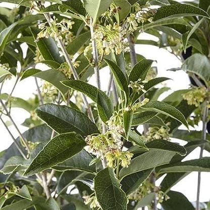 Fragrant Tea Olive | 2 Live Gallon Size Plants | Osmanthus fragrans | Ideal for Gardens & Landscaping | Easy-to-Grow Evergreen Shrub | Delightful Sweet Scent | Decorative & Versatile