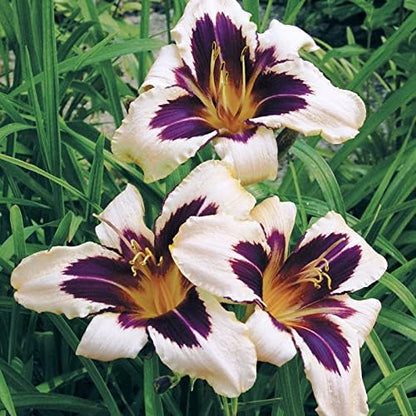 Wild Horses Daylily Flower Bulbs - Daylilies Root - Naturalizing - Perennializing - Easy to Grow Live Plants - Outdoor Garden