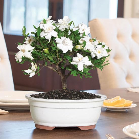 Gardenia Mystery - Gardenia Jasminoides. Hardy Evergreen Shrub with Large, Sweetly Fragrant White Flowers, Ideal for Landscaping and Container Gardening (2 Gardenia Mystery Plants in Sac)