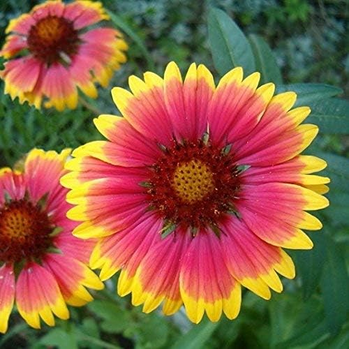 Non GMO Bulk Annual Gaillardia Blanket Flower Seed -Gaillardia pulchella (10 Lbs)