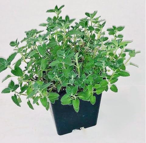 Greenwood Nursery: Live Perennial Plants - 'Walkers Low' Catmint + Nepeta × Faassenii - [Qty: 10x Pint Pots] - (Click for Other Available Plants/Quantities)