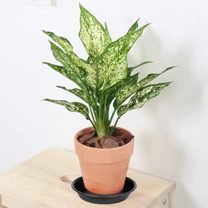 6 Pack 6 inch Plant Saucer Tray, 4 6 8 10 12 15 17 19 inch Plant Saucers, Heavy Duty Plastic Plant Saucers for Indoors, Bird Bath Bowls, Flower Plant Water Trays for pots Planter (6", Black)