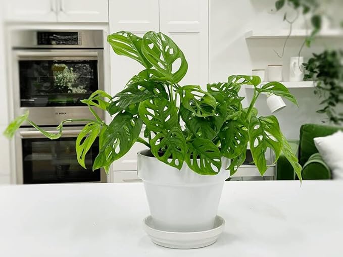 Gardenera Premium Swiss Cheese Plant Potting Mix - Monstera Deliciosa Blend for Optimal Nutrients and Drainage for Healthy Growth - 4 Quart