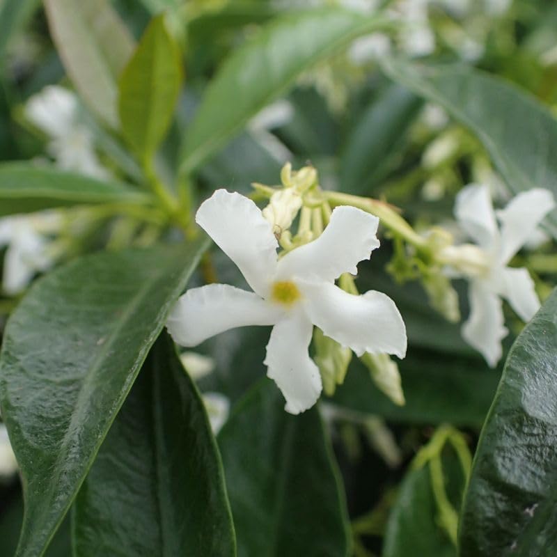 Star Jasmine/Confederate Jasmine - Trachelospermum Jasminoides. Live. Fragrant Flowers. (2 Plants in Cup)
