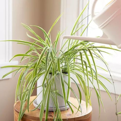 Healthy Spider Plant - Easy Care, Air-Purifying Houseplant (2 Spider sacs)