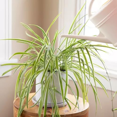 Healthy Spider Plant - Easy Care, Air-Purifying Houseplant (4 Spider sacs)