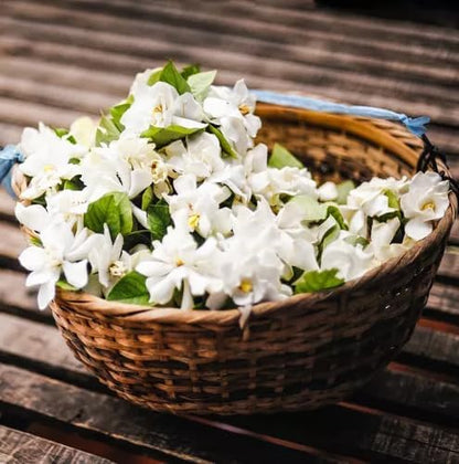 Night Blooming Jasmine Live Plant - Cestrum Nocturnum. Fragrant Flowering Shrub for Garden, Patio or Window (4 ngt.jas sacs)