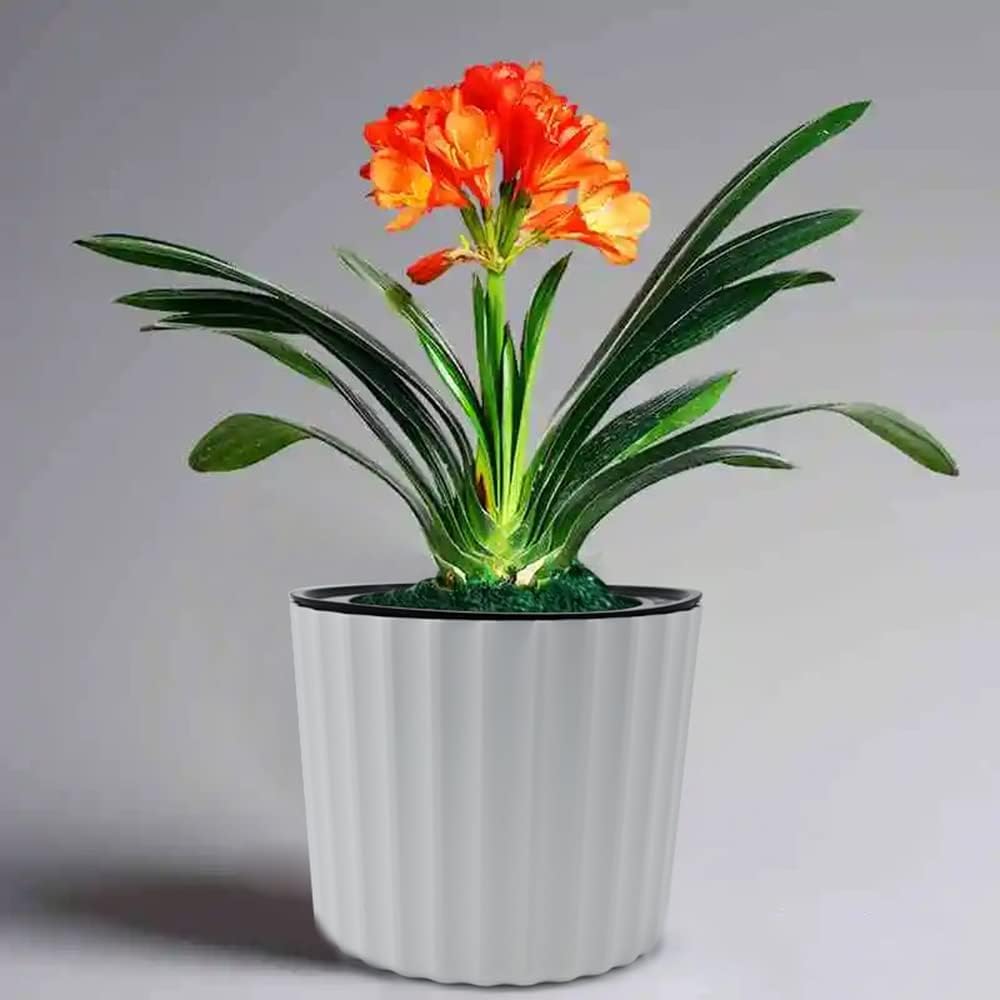 MUZHI Orchid Pot with Slotted Mesh and Holes, Plastic Round Self Watering Planter for Indoor Plants,Flowers,Herbs 3sets and 2sizes, White 7 inch