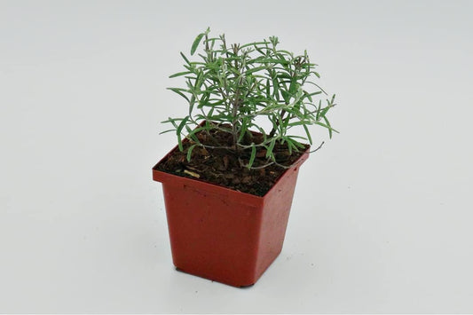 Greenwood Nursery: Live Perennial Plants - ARP Rosemary + Rosmarinus Officinalis - [Qty: 5X 3.5 Pots] - (Click for Other Available Plants/Quantities)