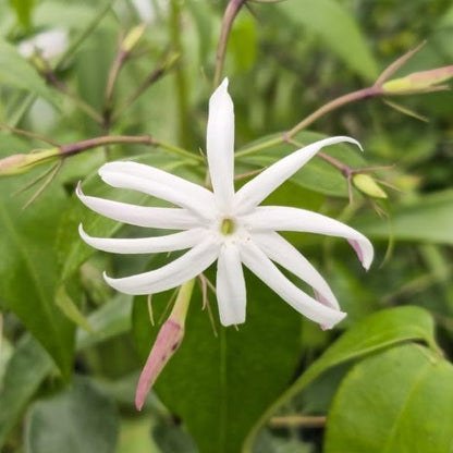 Live Angel Wing Jasmine (Jasminum Nitidum) Plants - Fragrant, White Blooming Evergreen Shrub for Any Garden (4 jas Angel Cups)