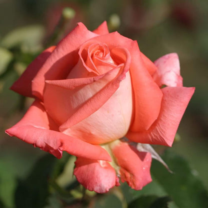 Heirloom Roses Rose Plant - Folklore™ Orange Rose Bush, Hybrid Tea Live Plant for Planting Outdoors