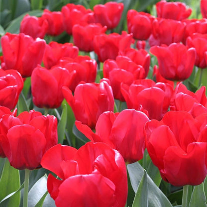 Red Tulips Darwin Hybrids (25 Bulbs) - Red Van Eijk Tulip Bulbs - Perennial Bulbs by Willard & May