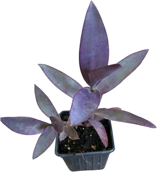 Organic Purple Heart Plant, Tradescantia pallida, Live Plant in 3-inch Pot - Purple House Plant with Magenta Flowers, Easy to Grow, Drought-Resistant by Smoke Camp Crafts