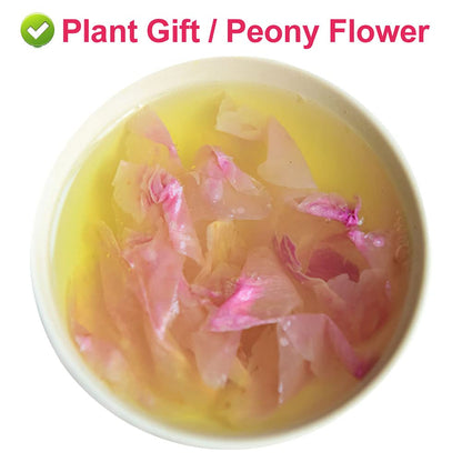 Plant Gift Peony Flower Petals 30G/1.05oz 芍药花 Herbaceous Peony Tea, Pure Herbal Tea, Peach Blossom Tea, Caffeine-Free, No GMOs, Chinese Tea