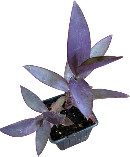 Organic Purple Heart Plant, Tradescantia pallida, Live Plant in 3-inch Pot - Purple House Plant with Magenta Flowers, Easy to Grow, Drought-Resistant by Smoke Camp Crafts