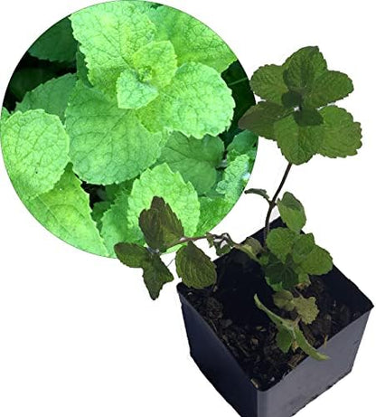 Organic Apple Mint Live Plant, (Mentha suavolens) in 2.5 inch Pot.