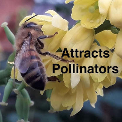 Primrose Jasmine (Jasminum Mesnyi) Live Plant - Fragrant Yellow Blooms. Japanese, Chinese, Asian. Indoor, Outdoor Shrub (4 prim jas Cups)