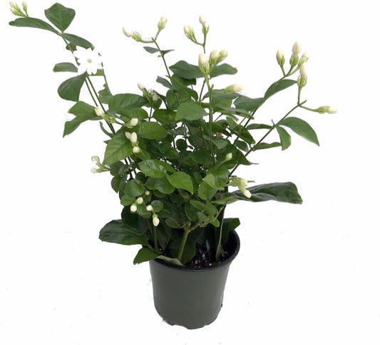 Ohio Grown Arabian Tea Jasmine Plant - Maid of Orleans - 4" Pot