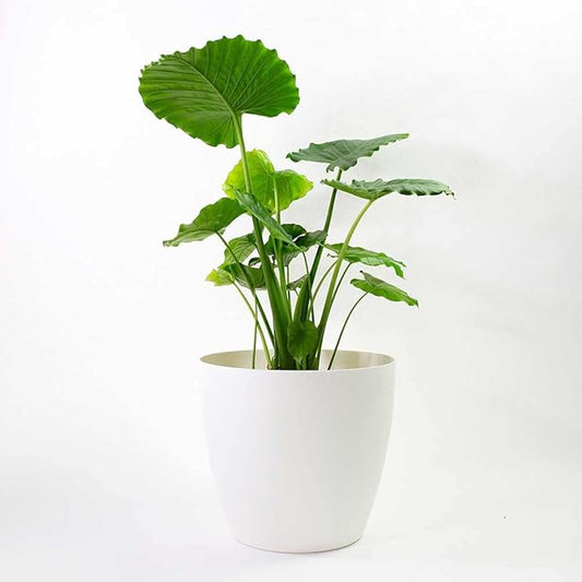 Memphis 18" Round Indoor Floor Planter Pot – Lightweight & Durable Plastic, Modern Design, Made in USA, Recyclable Large Plant Container for Home & Office Décor (White)