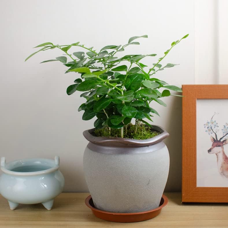 2 Pack of 8 inch Plant Saucer, Bird Bath Bowl 8 inch, Plant Dishes Saucer, Flower Plant Water Trays for Indoors, Plate for Planter 7-9" (8 inch, Terracotta)