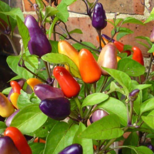 Seeds Decorative Pepper Masquerad Ornamental Hot Chili Pepper Multicolor 25+ Seeds for Planting Ideal for Pots