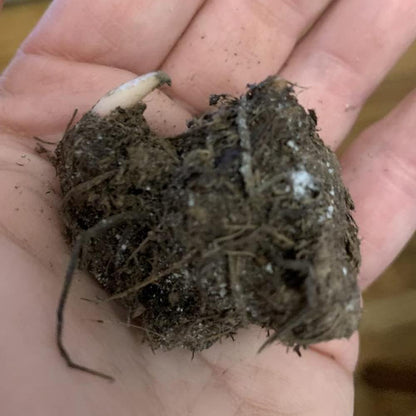 UtopiaSeeds June Bride Caladium Bulb - Fancy Leaf Caladium - 1 Caladium Root