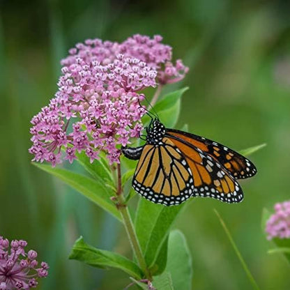 Save The Monarchs Wildflower Seed Shaker - 100,000+ Wild Flower Seeds for Planting - Beautiful Easy to Sow Seed Shaker - 13 Varieties to Attract Monarch Butterflies & Pollinators - Covers ~250 sq ft