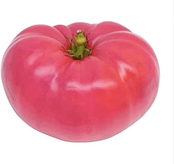 Pink Ponderosa Heirloom Tomato Seeds - Large Tomato - One of The Most Delicious Tomatoes for Home Growing, Non GMO - Neonicotinoid-Free.