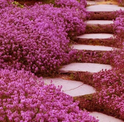 20,000+ Creeping Thyme Seeds Ground Cover, Non-GMO Perennial Flower Seeds, Hardy Thymus Serpyllum, Creeping Phlox Alternative for Landscaping & Garden Paths (Hot Pink)