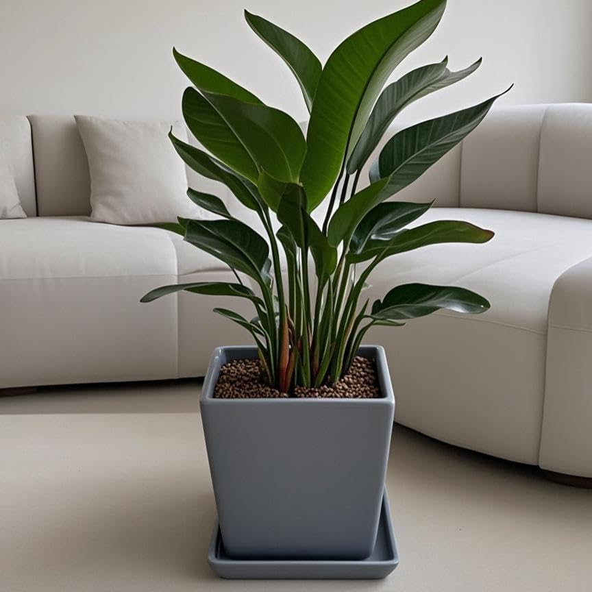 Square Plant Saucer 10 Inch 1 Pack，Plant Trays for Pots, Gray Ceramic Plant Saucers for Indoors Outdoors, Plant Drip Tray 4 6 8 10 12 14 Inch