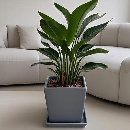 Square Plant Saucer 12 Inch 1 Pack，Plant Trays for Pots, Gray Ceramic Plant Saucers for Indoors Outdoors, Plant Drip Tray 4 6 8 10 12 14 Inch