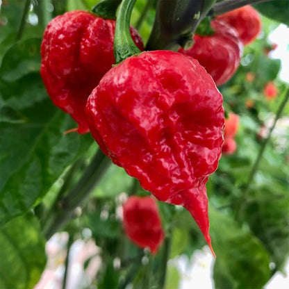 Pack 2 Red Carolina Reaper Pepper Live Plants, Carolina Reaper Plants Live, Carolina Reaper Pepper Plant, Carolina Reaper Seedlings for Growing, 80 Days Old Plants