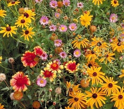 Non GMO Bulk All Perennial Wildflower Seed Mix (25 LB)