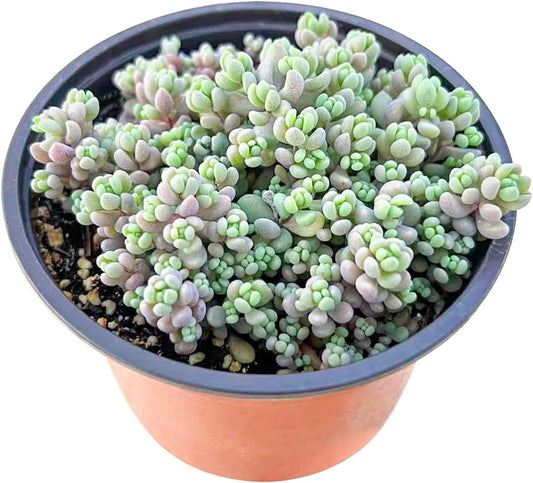 Live Succulents Sedum Dasyphyllum (4-inch), Succulent Plants Fully Rooted in Pots with Soil, Easy-Care House Plant for DIY, Home Office Decor, Wedding Party Favor
