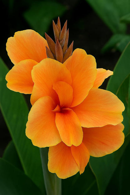 Canna Dwarf 'Tropical Sunrise' Bulb – Soft Peach Blooms for Containers & Gardens - Bring a Touch of The Tropics to Your Garden (3 Rhizomes)