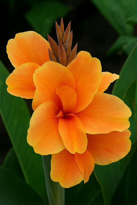 Canna Dwarf 'Tropical Sunrise' Bulb – Soft Peach Blooms for Containers & Gardens - Bring a Touch of The Tropics to Your Garden (1 Rhizome)