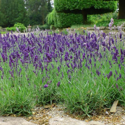 Pack 2 Extreme Fragrant Lavender Live Plants, Perennial Purple Lavender Flowers Shrubs, Fragrant Flower Herb for Planting 4-8 Inch