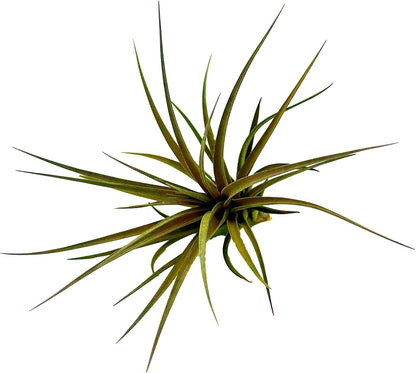 Air Plants - Flowering Tillandsia Stricta Large 5" - 2ct - Live Arrival Guaranteed - House Plants for Home Decor & Gift