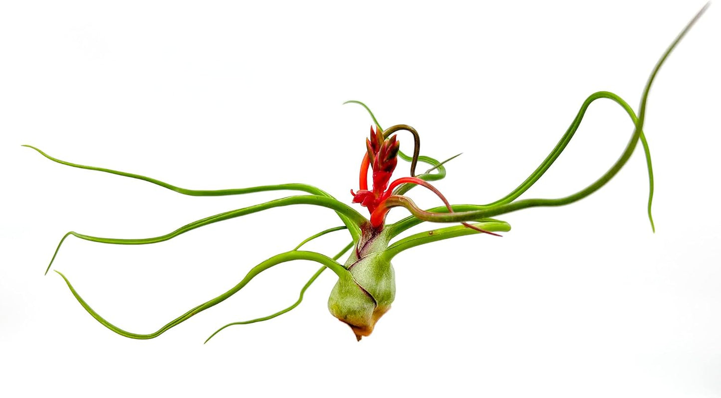 Air Plants - Flowering Tillandsia Bulbosa Belize, Giant 7-9" - 5ct - Live Arrival Guaranteed - House Plants for Home Decor & Gift