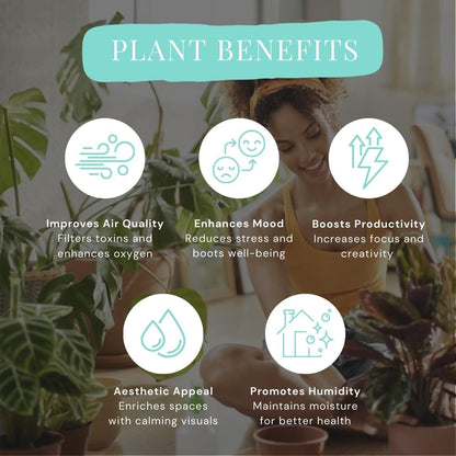 Calathea Assorted 4" pots: Grower's Pick, Indoor Plants, Easy Care Houseplant, Starter Plant,Live Indoor, Easy to Grow - Beginner Plant by Coollectiveplants (10 Pack)