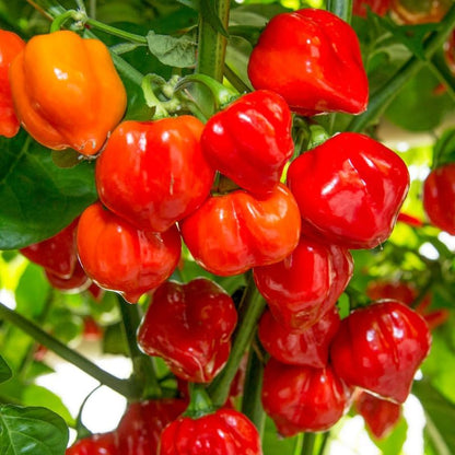 Pack 2 Red Carolina Reaper Pepper Live Plants, Carolina Reaper Plants Live, Carolina Reaper Pepper Plant, Carolina Reaper Seedlings for Growing, 80 Days Old Plants