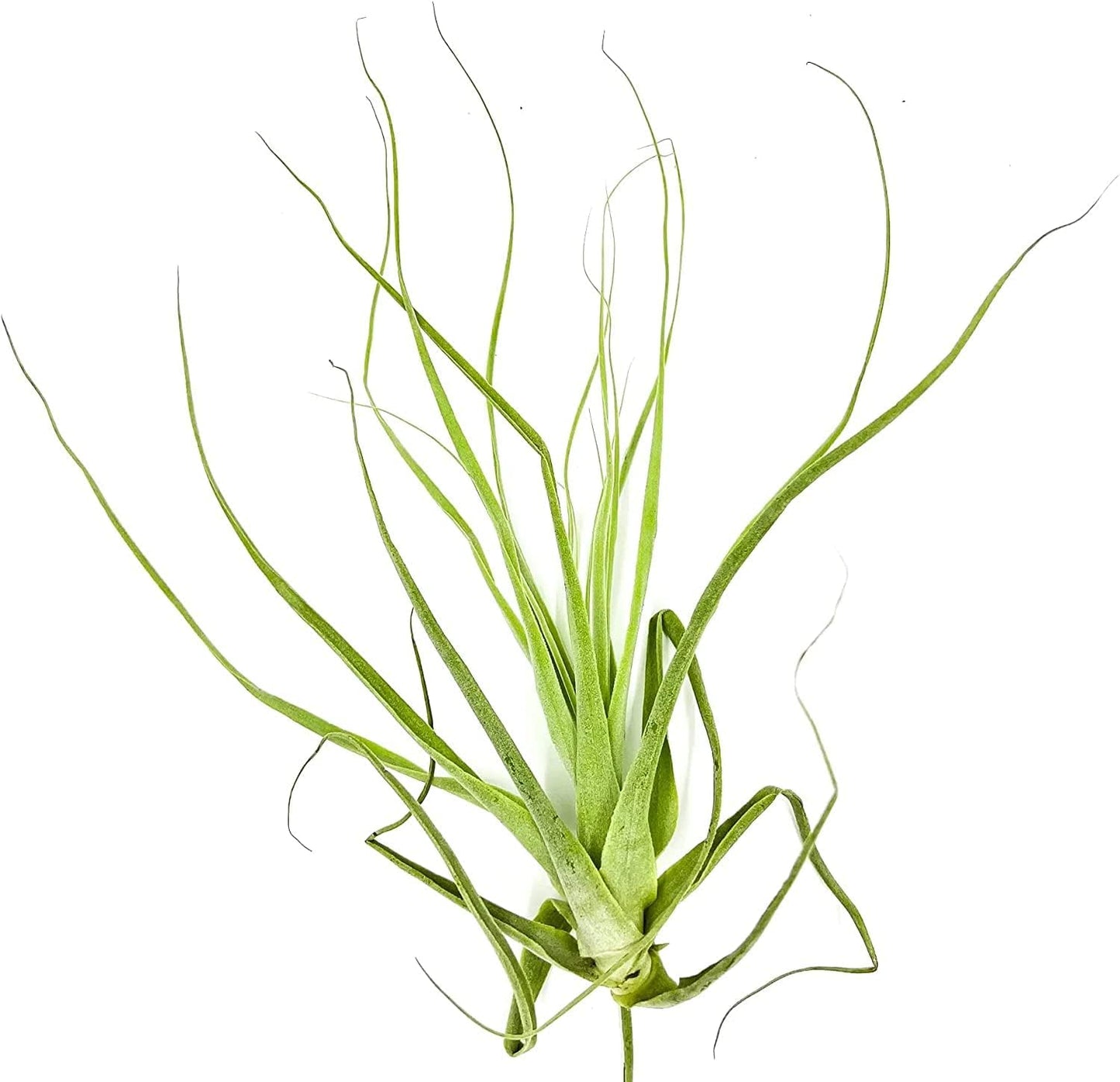 Air Plants - Tillandsia Straminea Jumbo 6-9" - 2ct - Live Arrival Guaranteed - House Plants for Home Decor & Gift