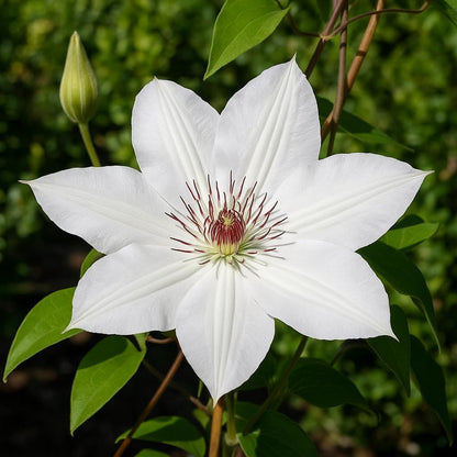 Perennial Farm Clematis 'Henryii' Hybrid – Live Flowering Vine in 4 Quart Container, Large Pure White Blooms with Creamy Centers, Long Blooming, Ideal for Trellises, Arbors & Classic Garden Displays
