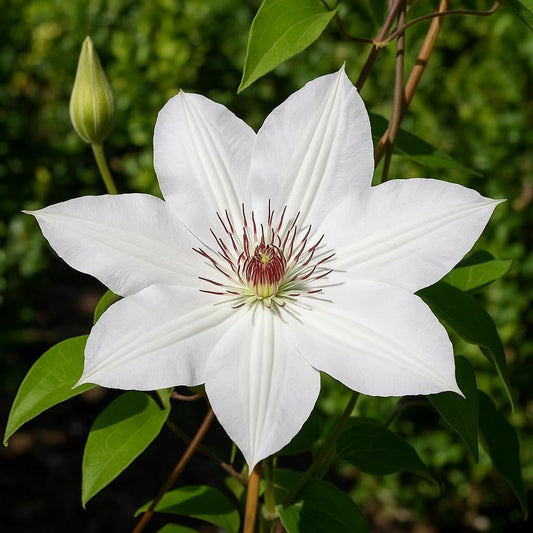 Perennial Farm Clematis 'Henryii' Hybrid – Live Flowering Vine in 4 Quart Container, Large Pure White Blooms with Creamy Centers, Long Blooming, Ideal for Trellises, Arbors & Classic Garden Displays