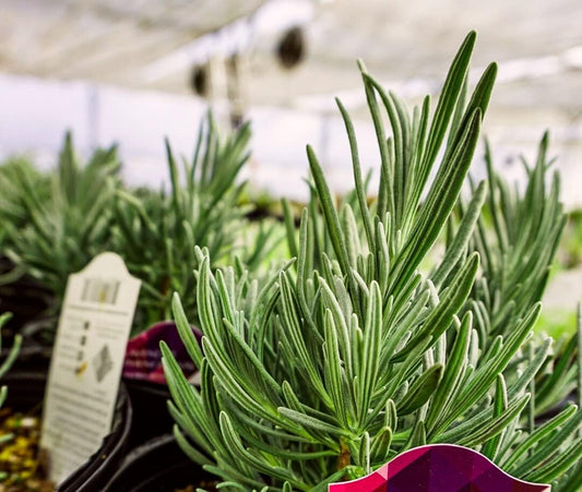 Greenwood Nursery: Live Perennial Plants - Phenomenal Lavender + Lavandula x Intermedia - [Qty: 10x Pint Pots] - (Click for Other Available Plants/Quantities)